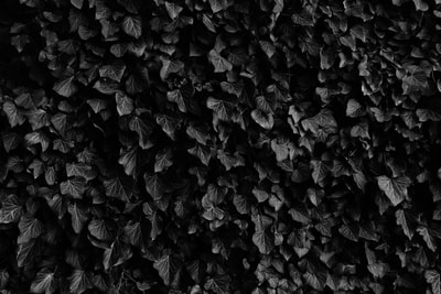 浓密常春藤叶子植物的黑白照片